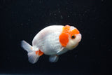 Juvenile Lionchu  Red White 3.5 Inch (ID#1126R11a-16) Free2Day SHIPPING