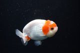 Juvenile Lionchu  Red White 3.5 Inch (ID#1126R11a-16) Free2Day SHIPPING