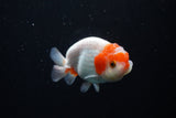 Juvenile Lionchu  Red White 3.5 Inch (ID#1126R11a-16) Free2Day SHIPPING