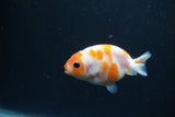 Baby Ranchu  Sakura 3 Inch (ID#0110R9c-26) Free2Day SHIPPING