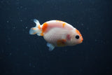 Baby Ranchu  Sakura 3 Inch (ID#0110R9c-26) Free2Day SHIPPING