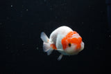 Juvenile Lionchu  Red White 3.5 Inch (ID#1126R11a-16) Free2Day SHIPPING