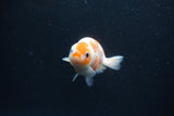 Baby Ranchu  Sakura 3 Inch (ID#0110R9c-26) Free2Day SHIPPING