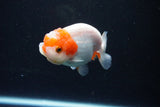 Juvenile Lionchu  Red White 3.5 Inch (ID#1126R11a-16) Free2Day SHIPPING