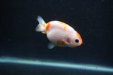 Baby Ranchu  Sakura 3 Inch (ID#0110R9c-26) Free2Day SHIPPING