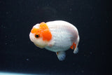 Juvenile Lionchu  Red White 3.5 Inch (ID#1126R11a-16) Free2Day SHIPPING