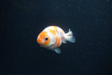 Baby Ranchu  Sakura 3 Inch (ID#0110R9c-26) Free2Day SHIPPING