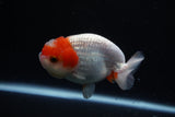 Juvenile Lionchu  Red White 3.5 Inch (ID#1126R11a-16) Free2Day SHIPPING