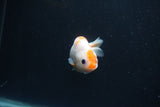 Baby Ranchu  Sakura 3 Inch (ID#0110R9c-26) Free2Day SHIPPING