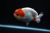 Juvenile Lionchu  Red White 3.5 Inch (ID#1126R11a-16) Free2Day SHIPPING