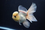 Thai Oranda  Panda 5.5 Inch (ID#1025To6c-111)