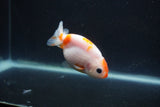 Baby Ranchu  Sakura 3 Inch (ID#0110R9c-26) Free2Day SHIPPING