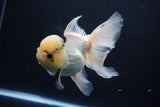 Thai Oranda  Panda 5.5 Inch (ID#1025To6c-111)