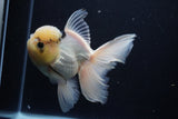 Thai Oranda  Panda 5.5 Inch (ID#1025To6c-111)