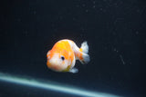 Baby Ranchu  Sakura 3 Inch (ID#0110R9c-27) Free2Day SHIPPING