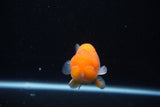 Juvenile Lionchu  Red White 3.5 Inch (ID#1126R11b-17) Free2Day SHIPPING