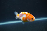 Baby Ranchu  Sakura 3 Inch (ID#0110R9c-27) Free2Day SHIPPING