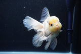 Thai Oranda  Panda 5.5 Inch (ID#1025To6c-111)