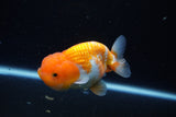 Juvenile Lionchu  Red White 3.5 Inch (ID#1126R11b-17) Free2Day SHIPPING