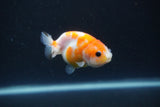 Baby Ranchu  Sakura 3 Inch (ID#0110R9c-27) Free2Day SHIPPING