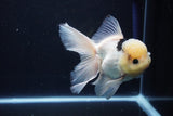 Thai Oranda  Panda 5.5 Inch (ID#1025To6c-111)