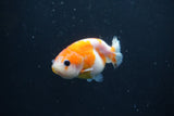 Baby Ranchu  Sakura 3 Inch (ID#0110R9c-27) Free2Day SHIPPING