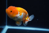 Juvenile Lionchu  Red White 3.5 Inch (ID#1126R11b-17) Free2Day SHIPPING