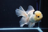 Thai Oranda  Panda 5.5 Inch (ID#1025To6c-111)