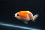 Baby Ranchu  Sakura 3 Inch (ID#0110R9c-27) Free2Day SHIPPING