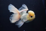 Thai Oranda  Panda 5.5 Inch (ID#1025To6c-111)