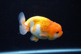 Juvenile Lionchu  Red White 3.5 Inch (ID#1126R11b-17) Free2Day SHIPPING