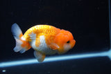 Juvenile Lionchu  Red White 3.5 Inch (ID#1126R11b-17) Free2Day SHIPPING