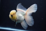 Thai Oranda  Panda 5.5 Inch (ID#1025To6c-111)