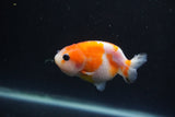 Baby Ranchu  Sakura 3 Inch (ID#0110R9c-27) Free2Day SHIPPING