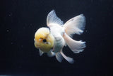 Thai Oranda  Panda 5.5 Inch (ID#1025To6c-111)