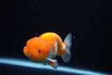 Juvenile Lionchu  Red White 3.5 Inch (ID#1126R11b-17) Free2Day SHIPPING