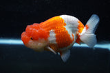 Lionchu  Red White 4.5 Inch (ID#211R12b-92) Free2Day SHIPPING