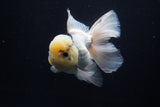 Thai Oranda  Panda 5.5 Inch (ID#1025To6c-111)