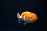 Juvenile Lionchu  Red White 3.5 Inch (ID#1126R11b-17) Free2Day SHIPPING