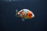 Baby Ranchu  Calico 2.5 Inch (ID#0110R9c-28) Free2Day SHIPPING