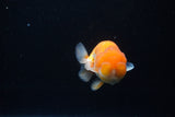 Juvenile Lionchu  Red White 3.5 Inch (ID#1126R11b-17) Free2Day SHIPPING