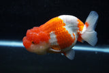 Lionchu  Red White 4.5 Inch (ID#211R12b-92) Free2Day SHIPPING