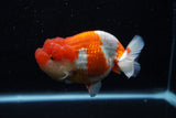 Lionchu  Red White 4.5 Inch (ID#211R12b-92) Free2Day SHIPPING