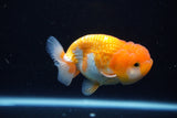 Juvenile Lionchu  Red White 3.5 Inch (ID#1126R11b-17) Free2Day SHIPPING