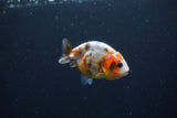 Baby Ranchu  Calico 2.5 Inch (ID#0110R9c-28) Free2Day SHIPPING