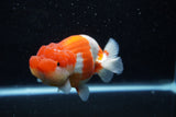 Lionchu  Red White 4.5 Inch (ID#211R12b-92) Free2Day SHIPPING