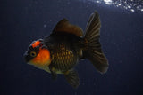 Thai Oranda  Red Black 5 Inch (ID#1025To6c-112)