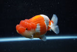 Lionchu  Red White 4.5 Inch (ID#211R12b-92) Free2Day SHIPPING