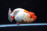 Lionchu  Red White 4.5 Inch (ID#211R12b-92) Free2Day SHIPPING