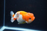 Juvenile Lionchu  Red White 3 Inch (ID#1126R11b-18) Free2Day SHIPPING